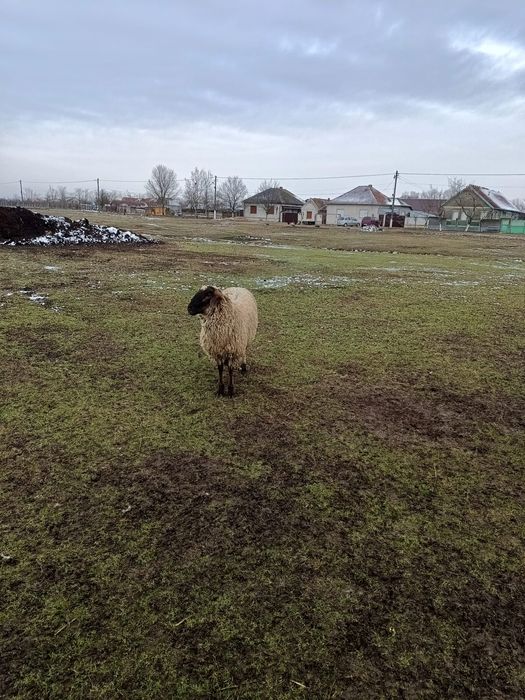 Ofer spre vânzare un berbec