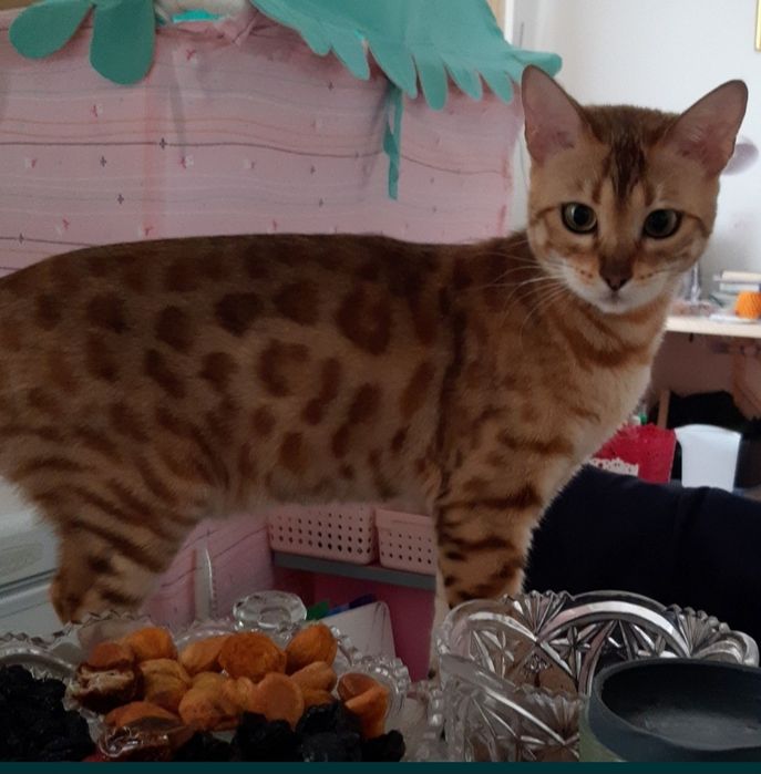 Бенгальская кошка молодая