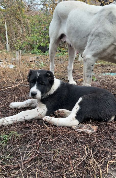 Супер щенки Алабая, төбет