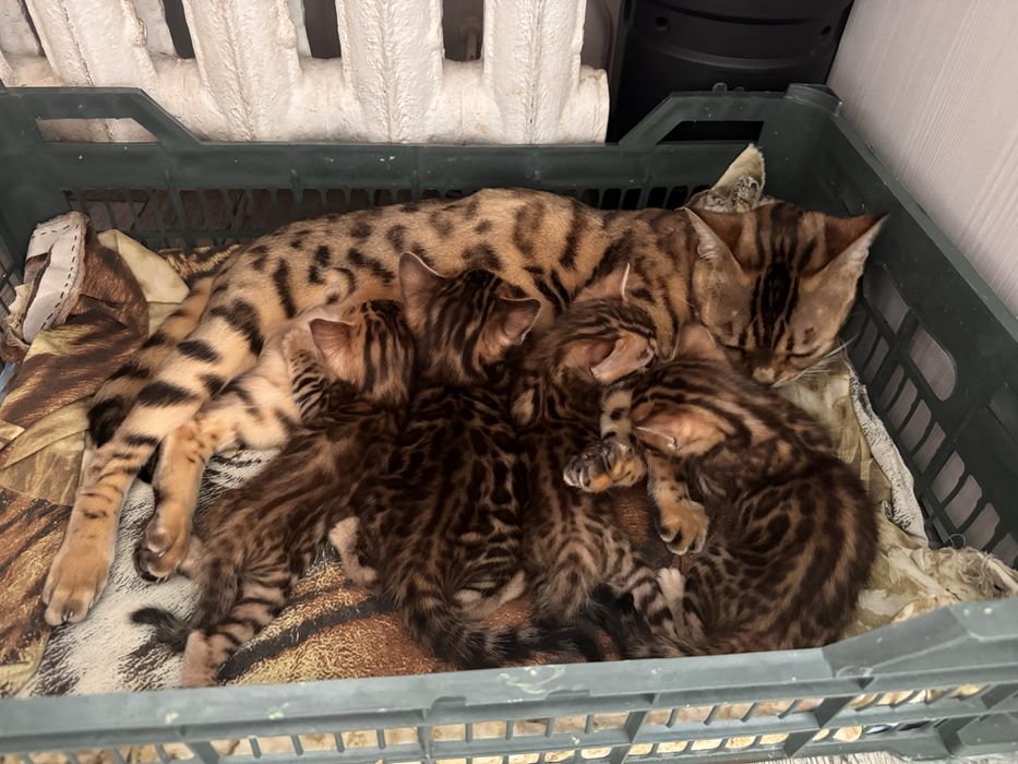 Продам котят бенгалов