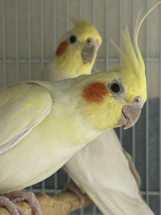 Кареллы пара.