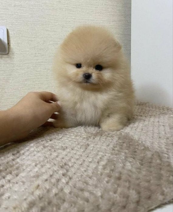 Pomeranian mini toy Boo