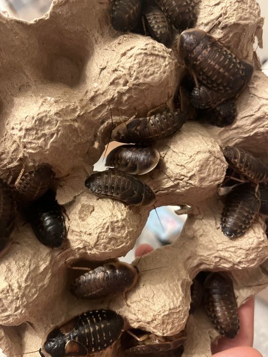 Живой корм Аргентинские тараканы для рептилий