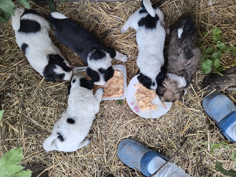 Căței de donat fătați în data de 30 aprilie, mama se poate vedea in poze.