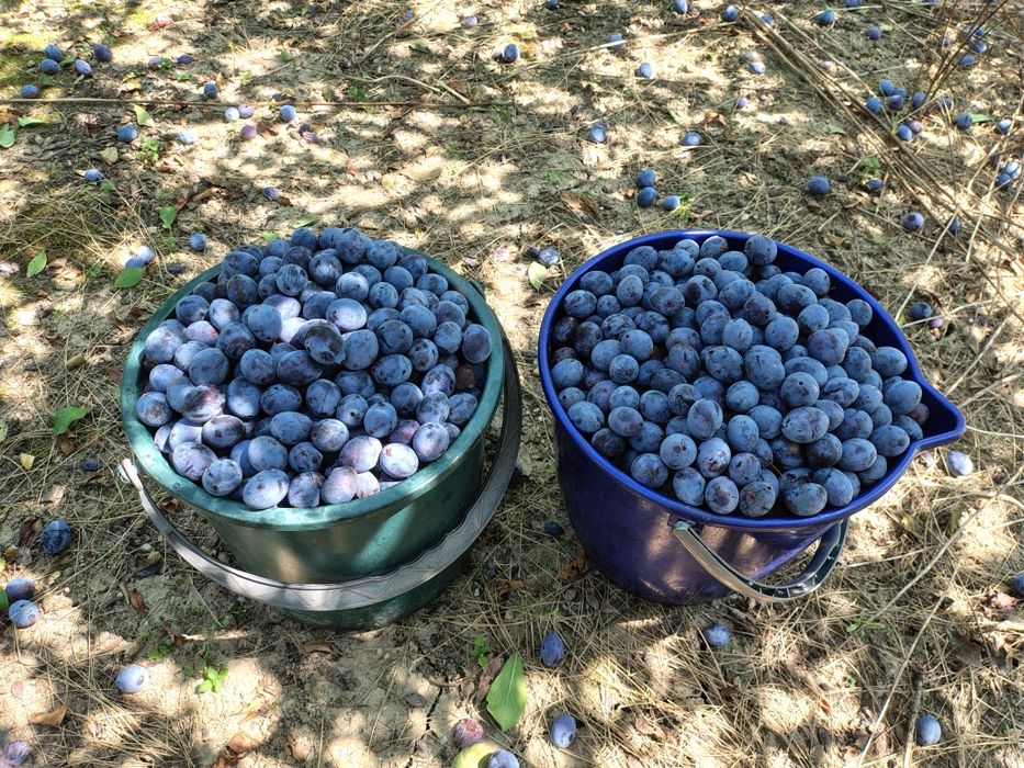 Prune Ciorăști pentru țuică de vanzare