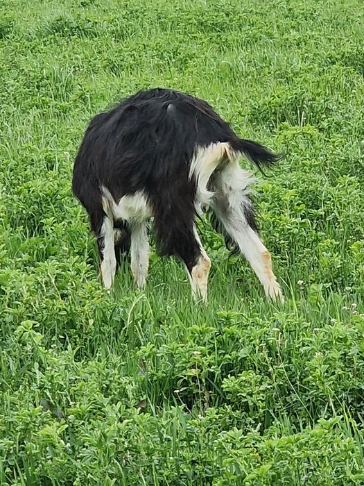 5 capre  schimba locatia