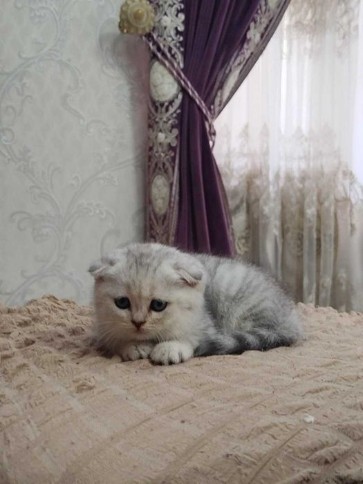 кот не продаётся для вязки.
