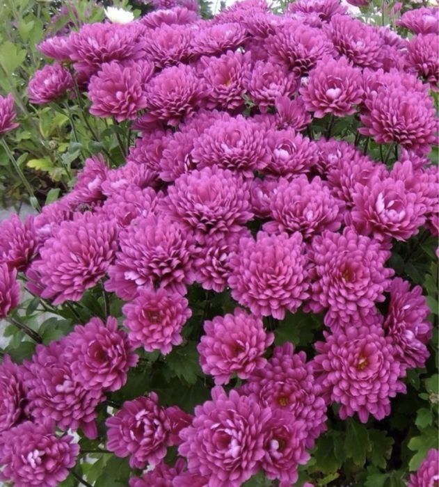 Хризантемы уличные