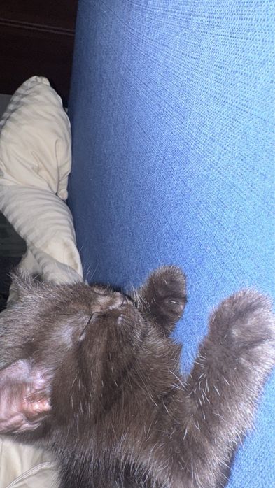 Котик мальчик 1 месяц 22 дня