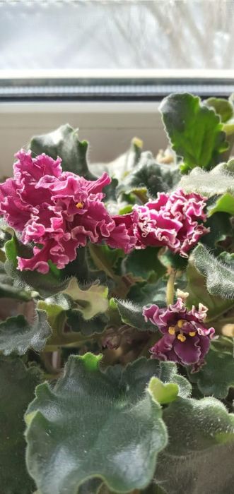 Продам фиалки сортовые цветущие