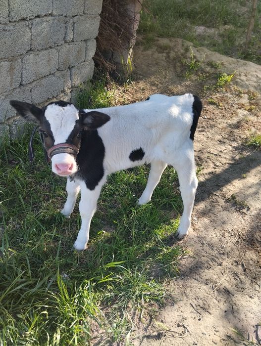 Suti yahshi sog'in sigir