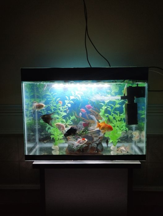 Akvarium barcha jixozlari bilan