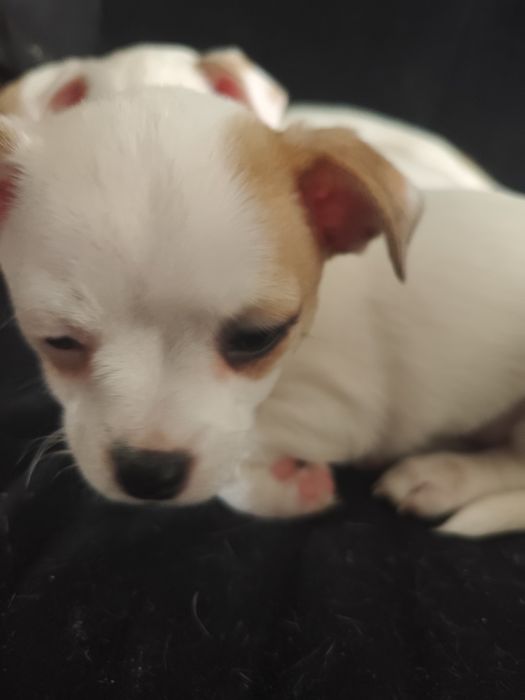 Продавам кученца