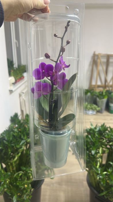 Орхидеи в колбе на 8 марта