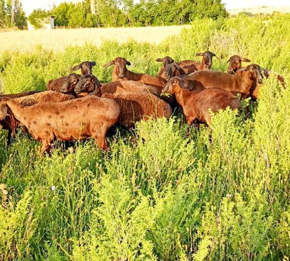 Investor kerak chorvachilika