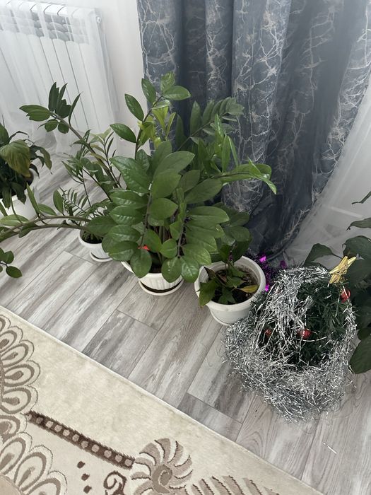 Бөлме өсімдіктері сатылады.Арзан бағада.