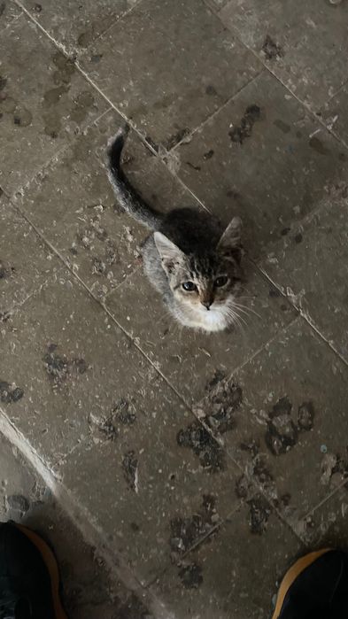 Котенок мальчик маленький