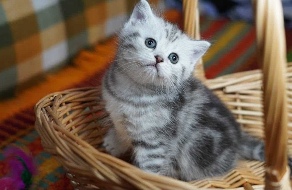 Котенок британский страйт