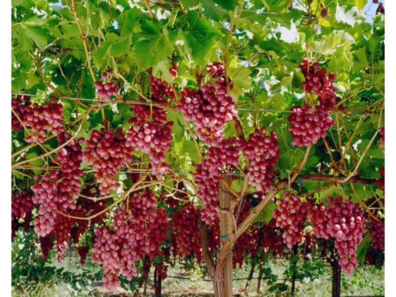 Бране,Рязане на асми ,лозя и овошки, пръскане .