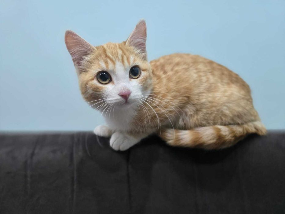 Котенок девочка отдам.