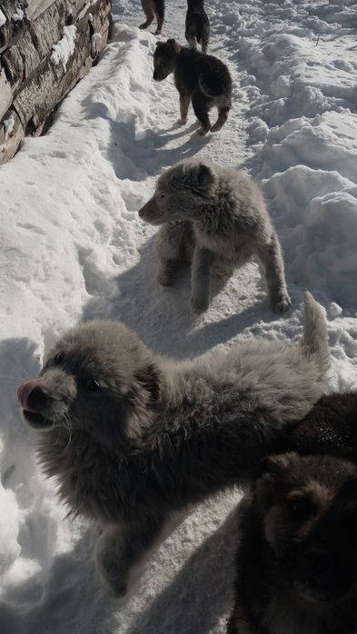 Отдам в добрые руки!!!