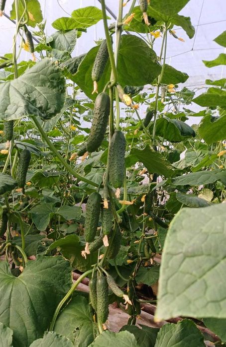 Удобрение. Гидропонный 9-компонентный раствор