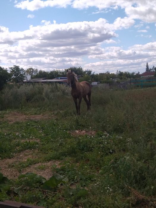 Продам табунного жеребца