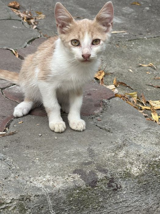 Ofer spre adoptie 4 pisoi