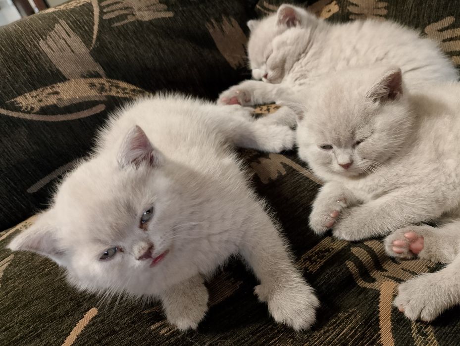 Шотландска клепоуха