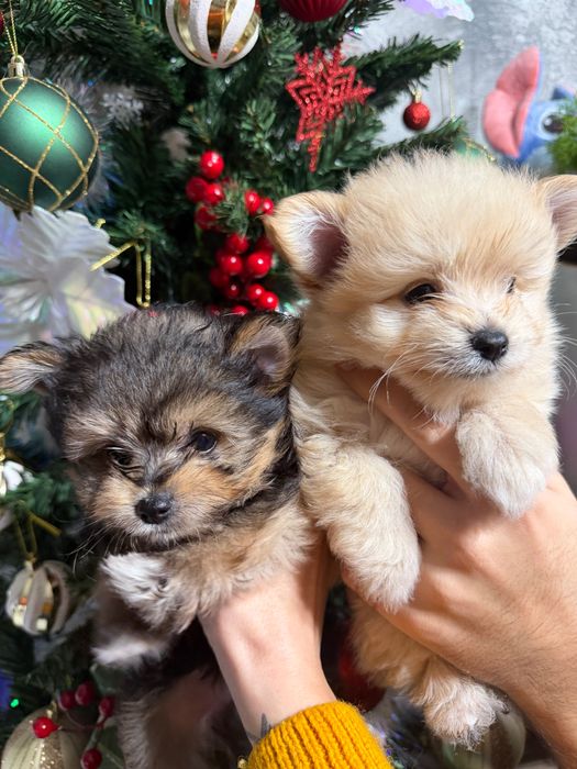 Мини микс ПОМЕРАН & ЙОРКИ – уникални бебета!