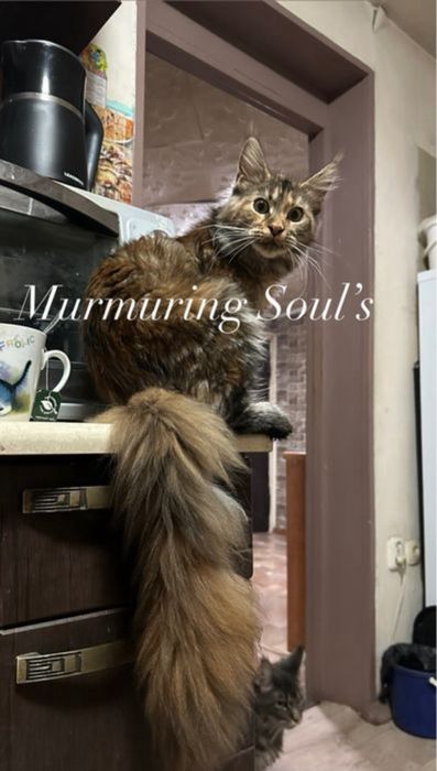 Котята Мейнкуны!