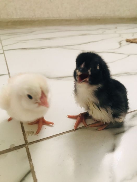 Балапан инкубатор