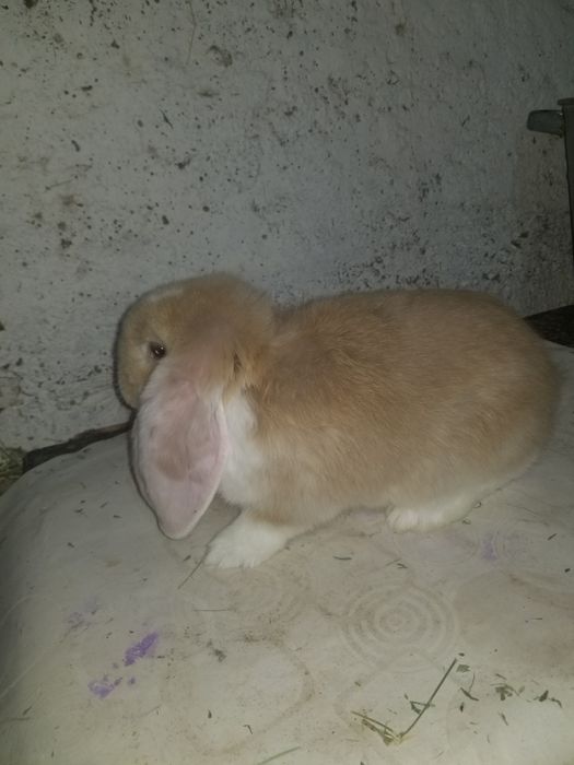 Кролики французкий баран