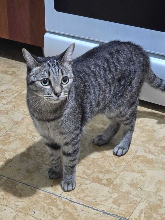 Котик в добрые руки