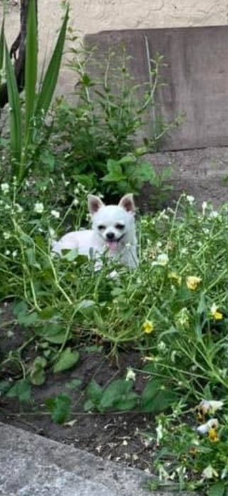 Чихуахуа женско на осем месеца