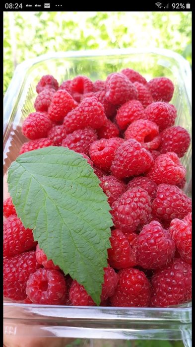 Nectar pur din catina si zmeura