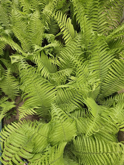 Lot 10 plante feriga strut