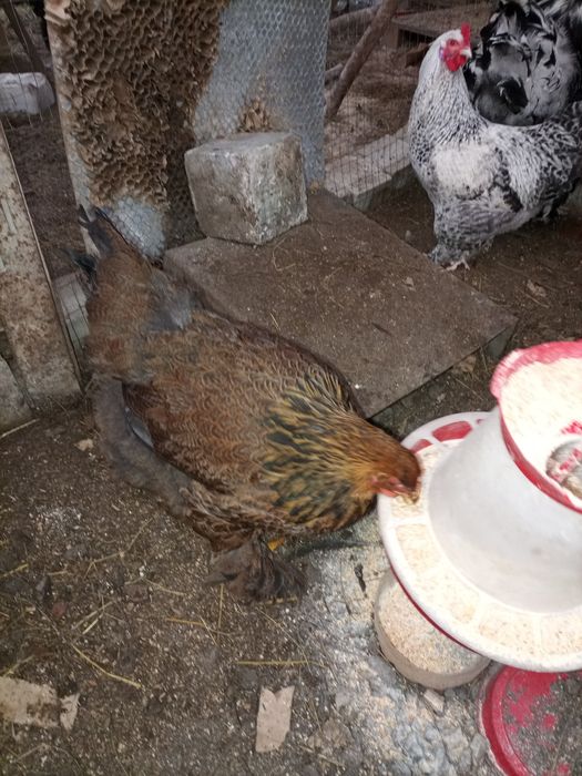 Găini și cocosi rase diferite