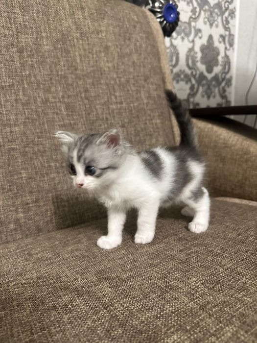 Отдам в добрые руки котенка ( девочка)