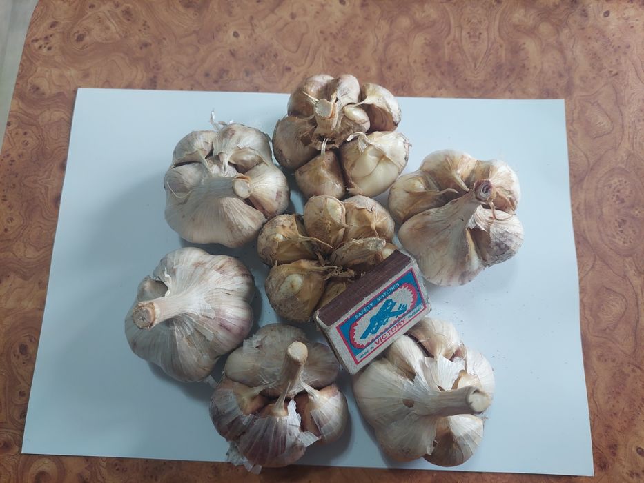 Продам чеснок домашний