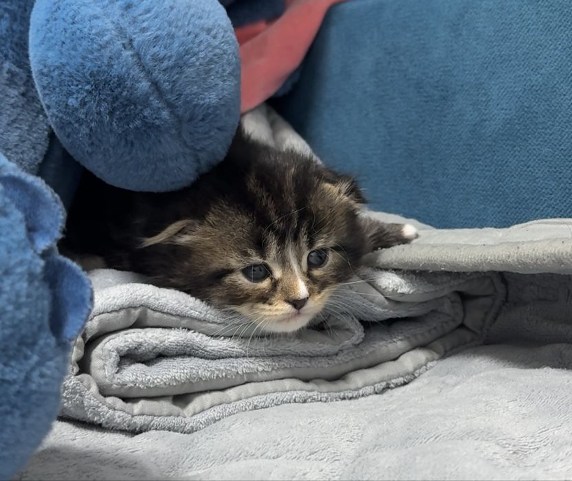 Продам шотландского вислоухого котёнка