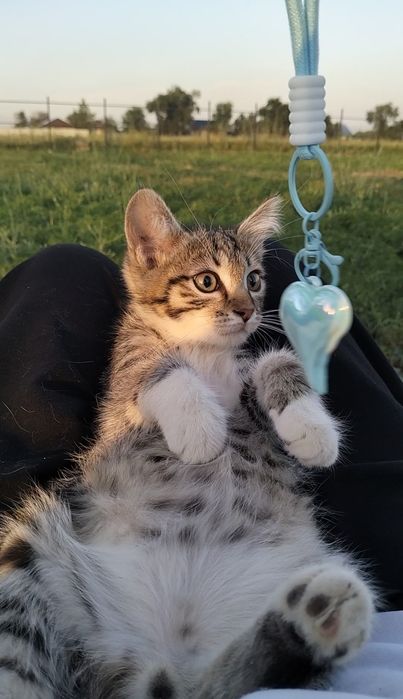 Котята мальчики в добрые руки! 2 месяца.