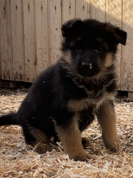 Щенки немецкой овчарки