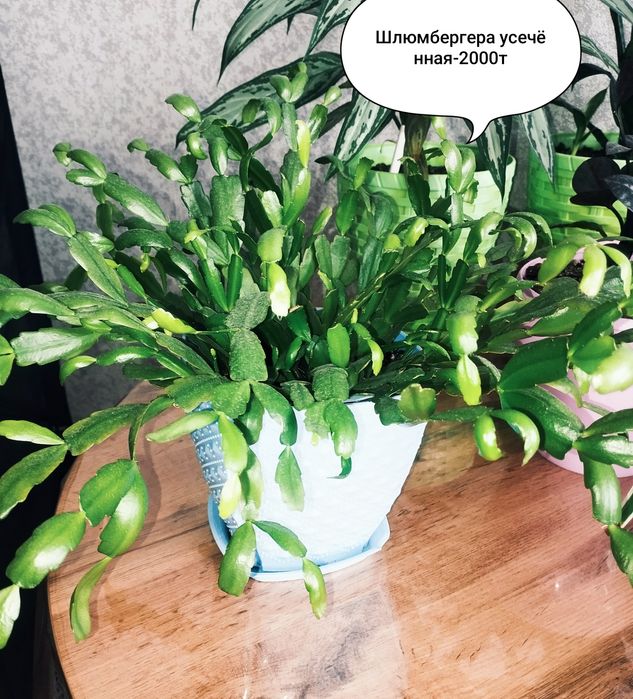 Продам комнатные растения