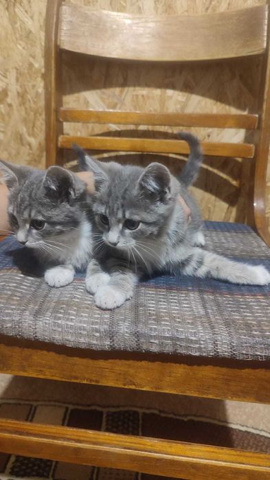 Котята 2 месяца срочно ищу дом