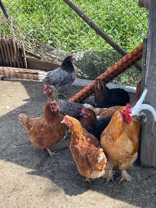 Vând familie de 8 găini si 1 cocos de casa