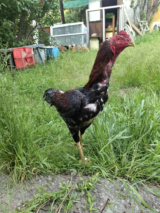 Продам петуха дакана дерзкий