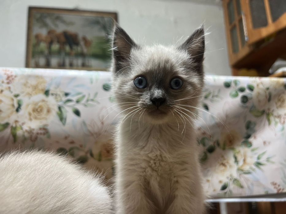 ИЩУТ ДОМ три пушистика.