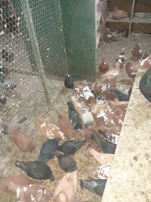 Porumbei voiajori germani