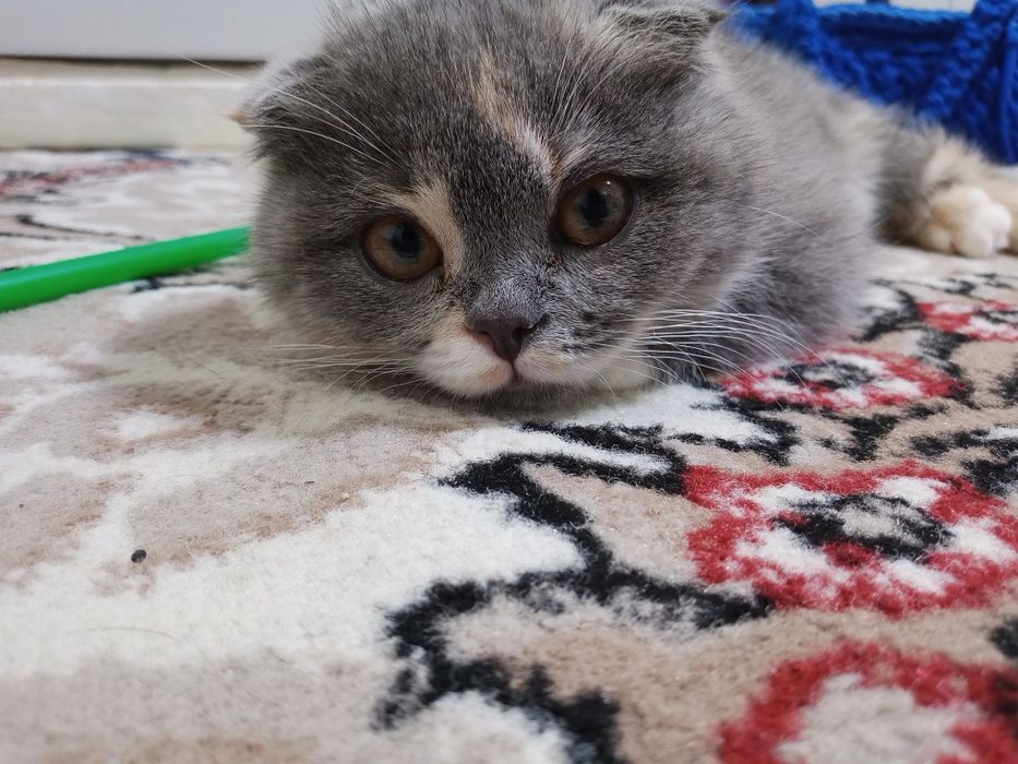 Porno meni jamoat transportida orgazmga olib keldi